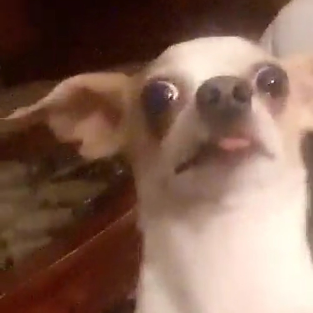 Meet your Posher, Beetle